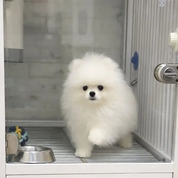 Pomeranian Puppy – Ready for Home