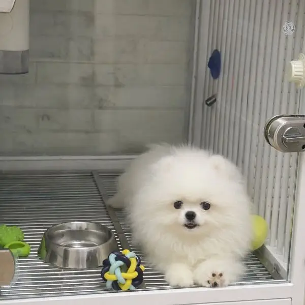 Pomeranian Puppy – Ready for Home