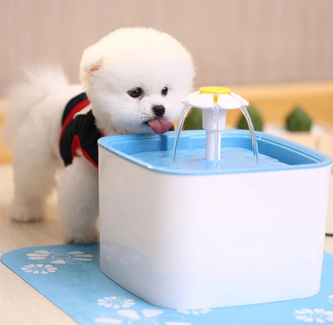 Fresh water bowl to keep your cats hydrated and healthy All day