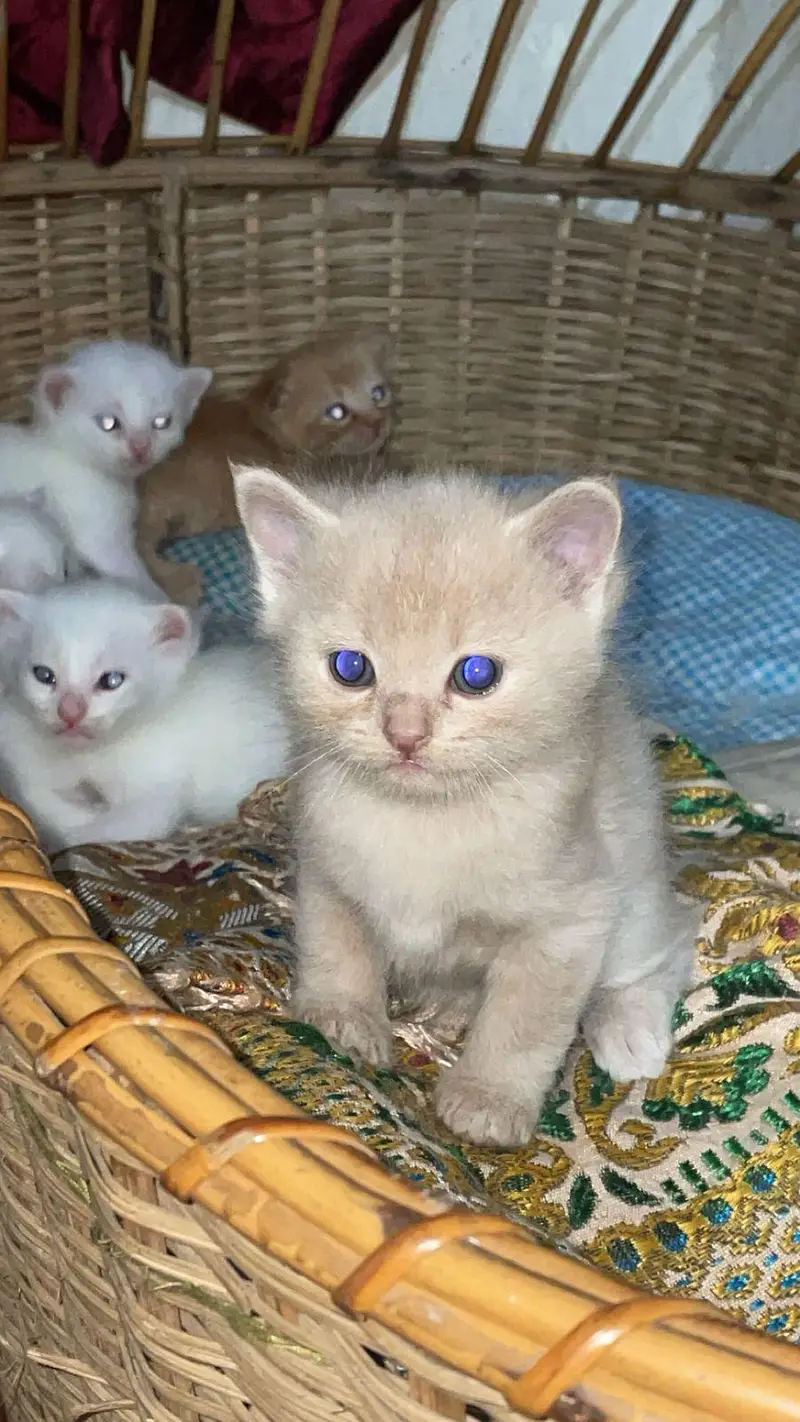 Persian Kitten available