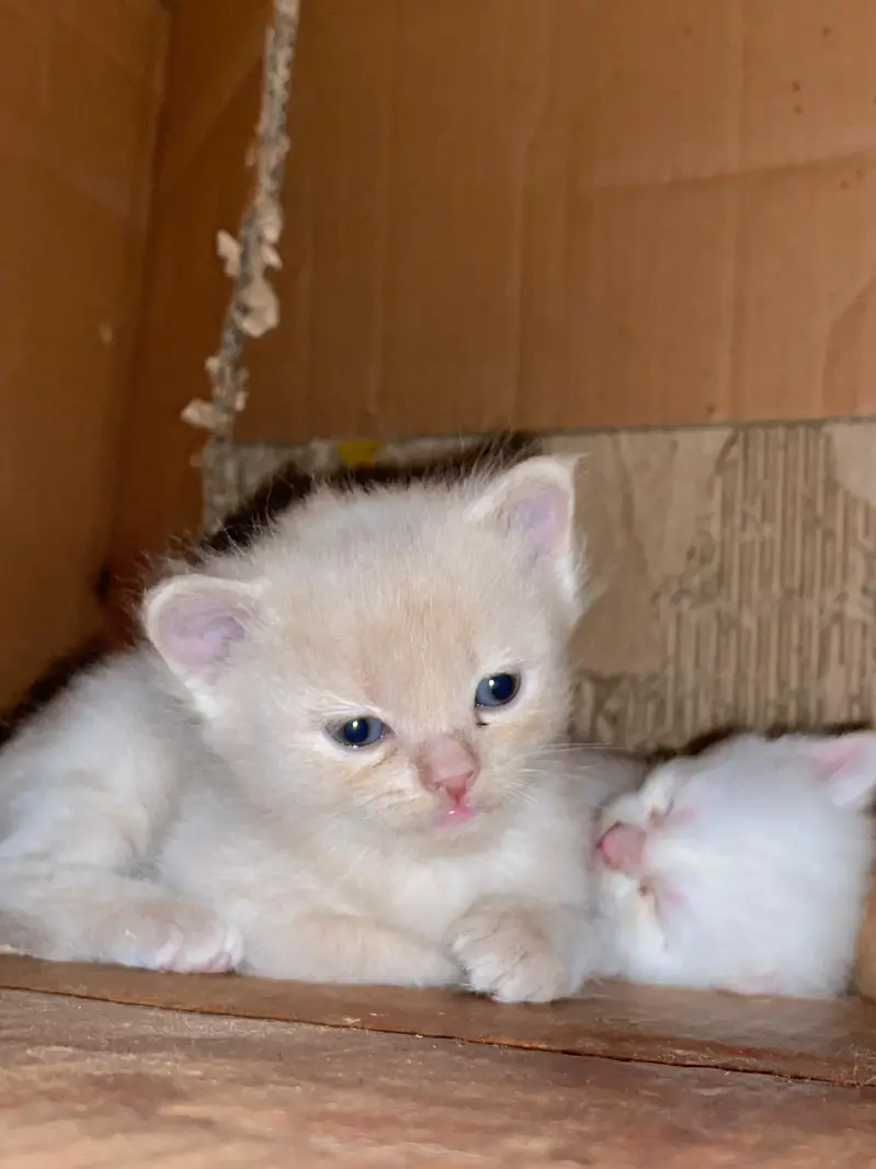Persian Kitten available