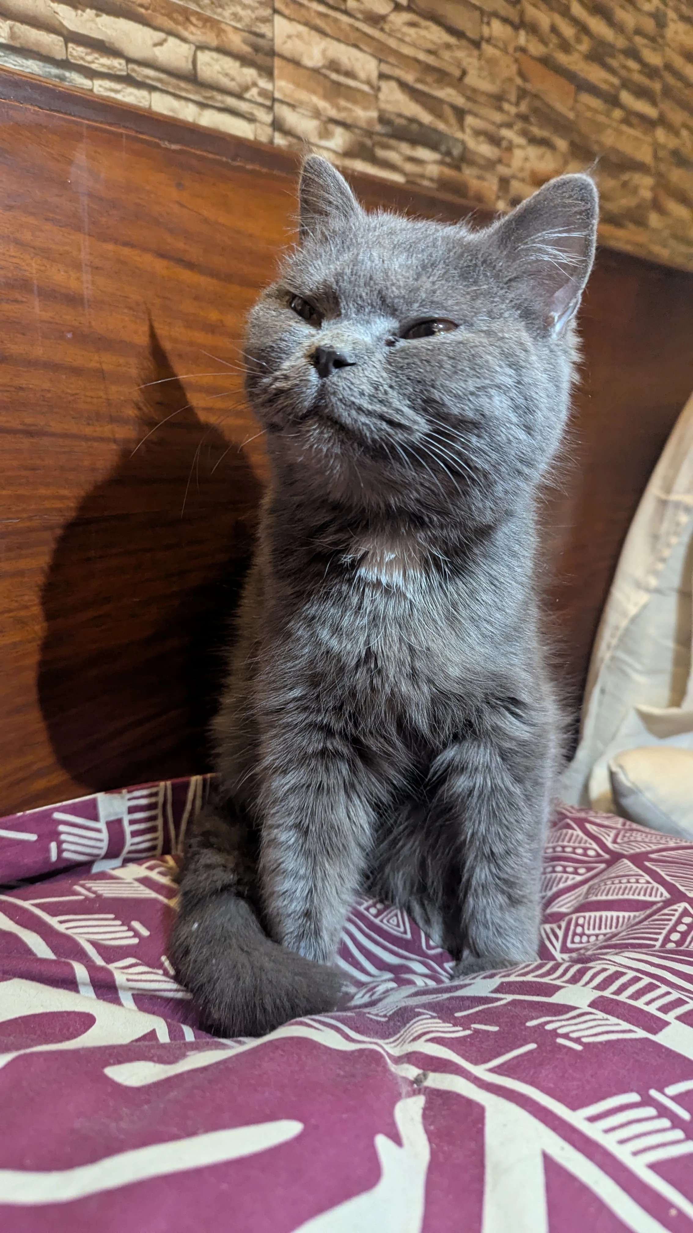 British Shorthair Cat Available