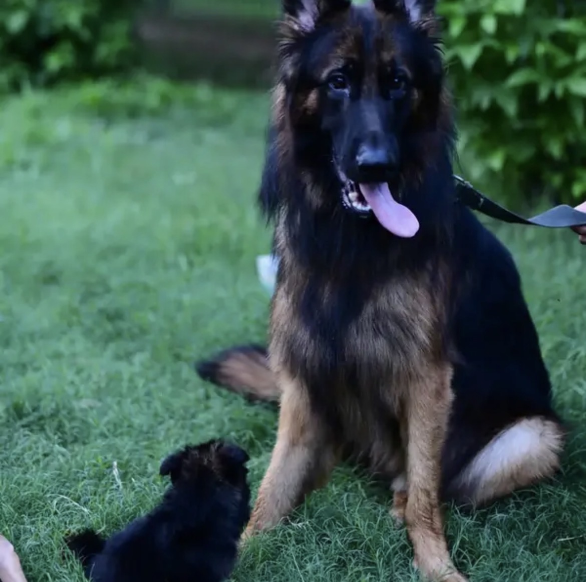 German shepherd pedigree male available for sale