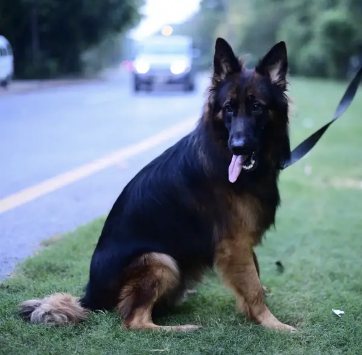 German shepherd pedigree male available for sale