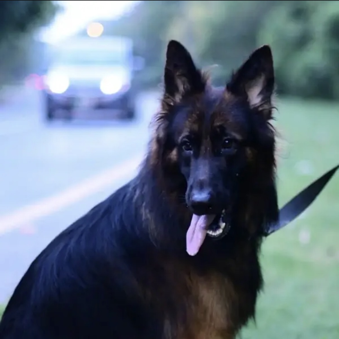 German shepherd pedigree male available for sale