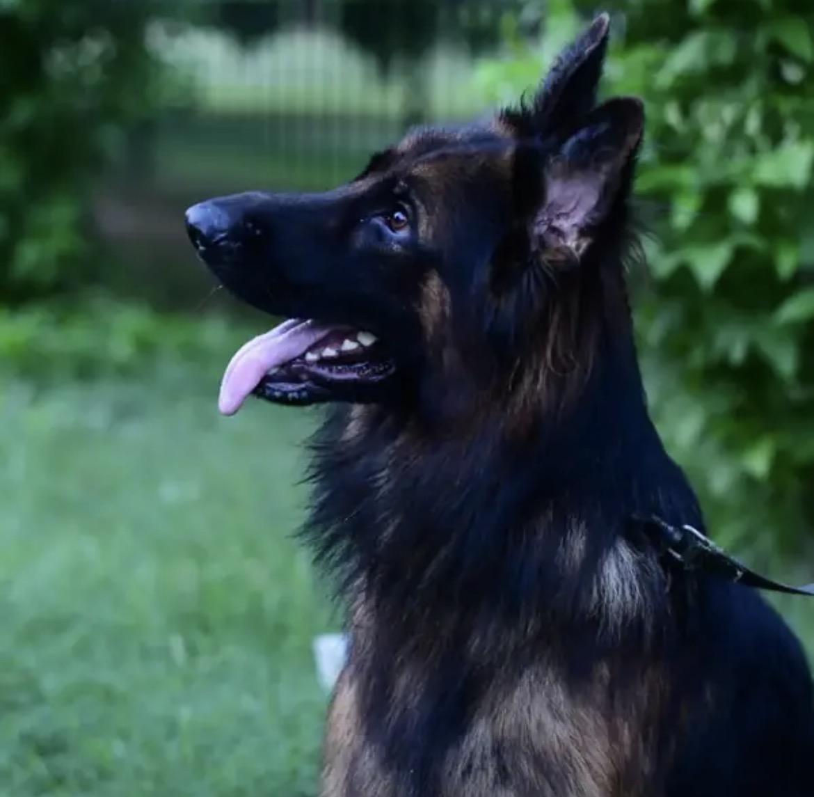 German shepherd pedigree male available for sale