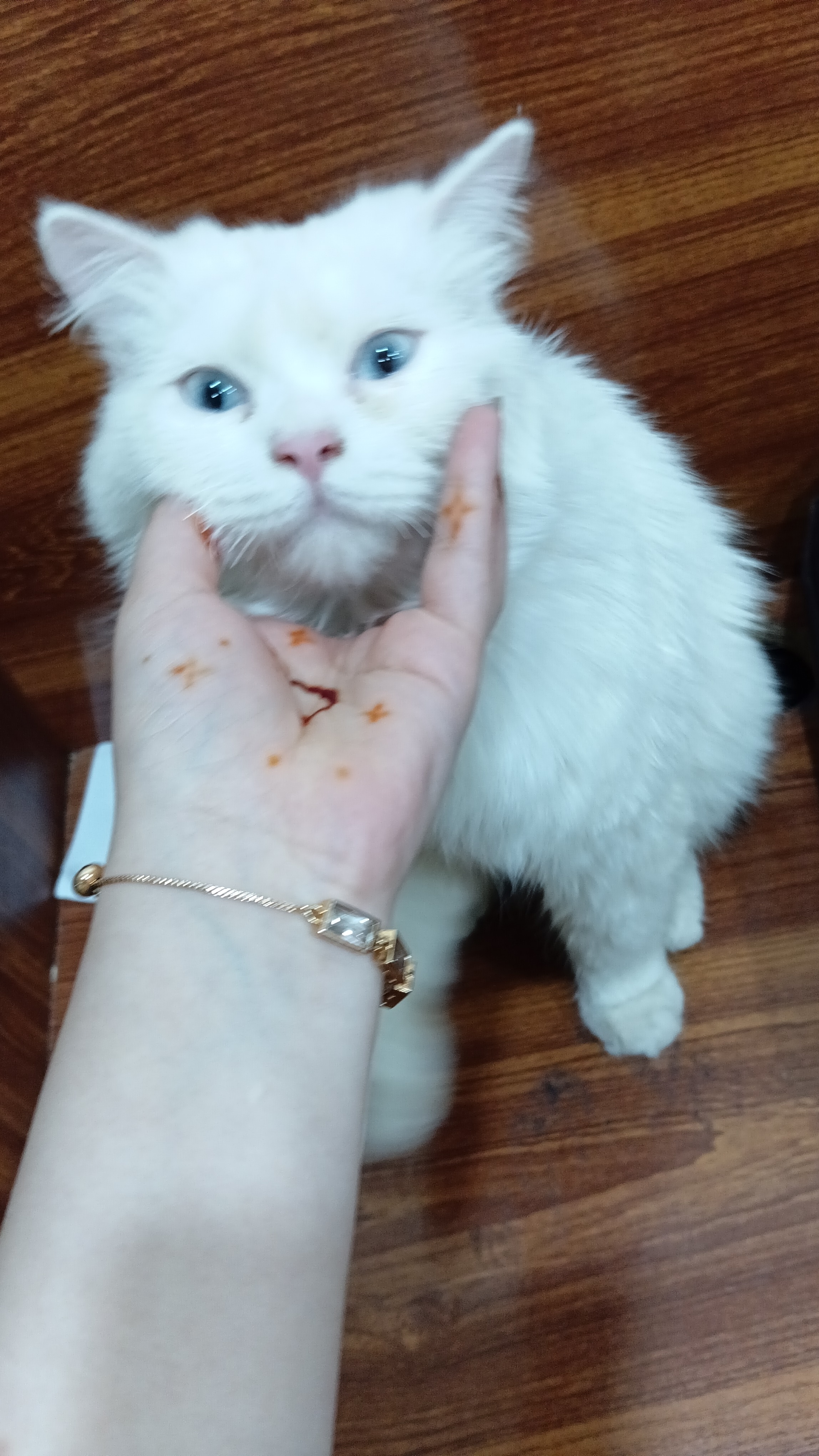 A white cat is a symbol of elegance and purity, with soft, silky fur and bright, charming eyes. Calm, gentle, and affectionate, it makes a loving and graceful companion for any home. 🐾