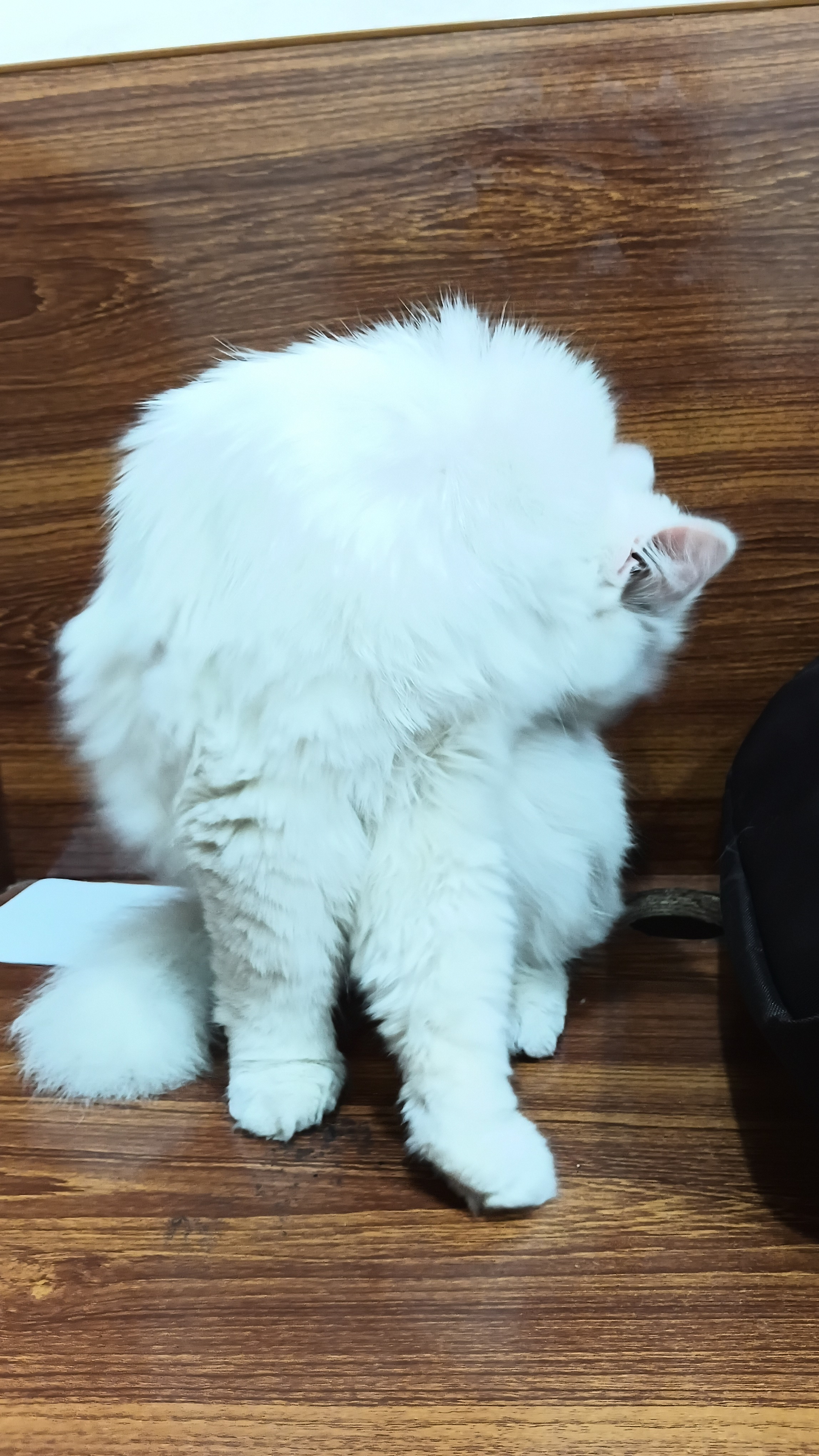 A white cat is a symbol of elegance and purity, with soft, silky fur and bright, charming eyes. Calm, gentle, and affectionate, it makes a loving and graceful companion for any home. 🐾