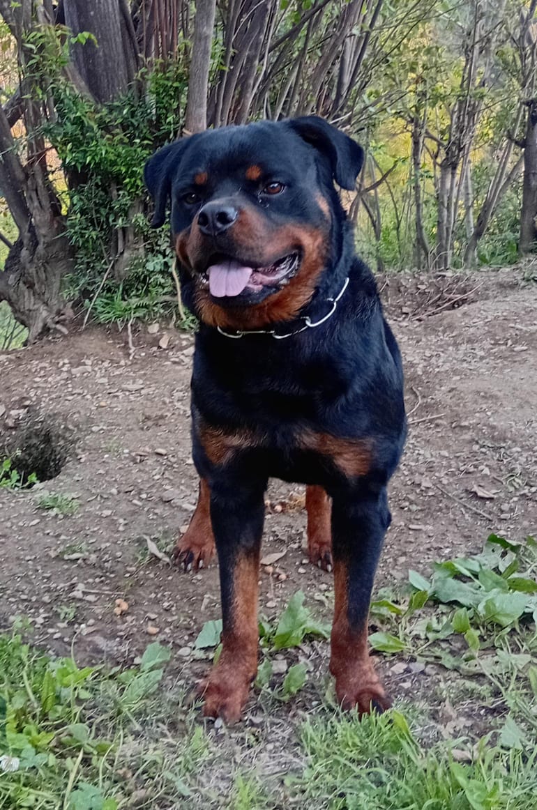 Healthy and active rottweiler