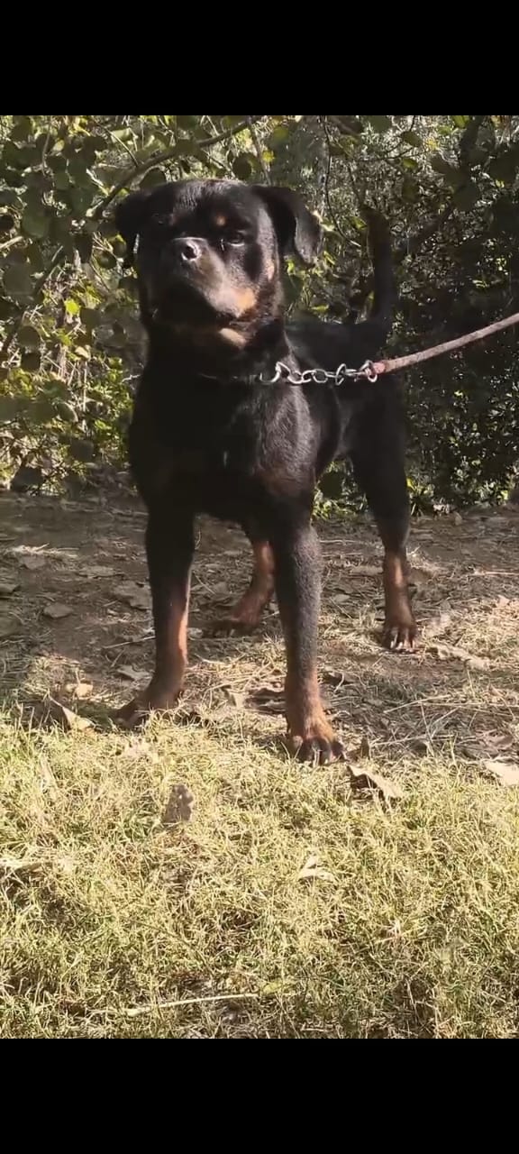 Healthy and active rottweiler