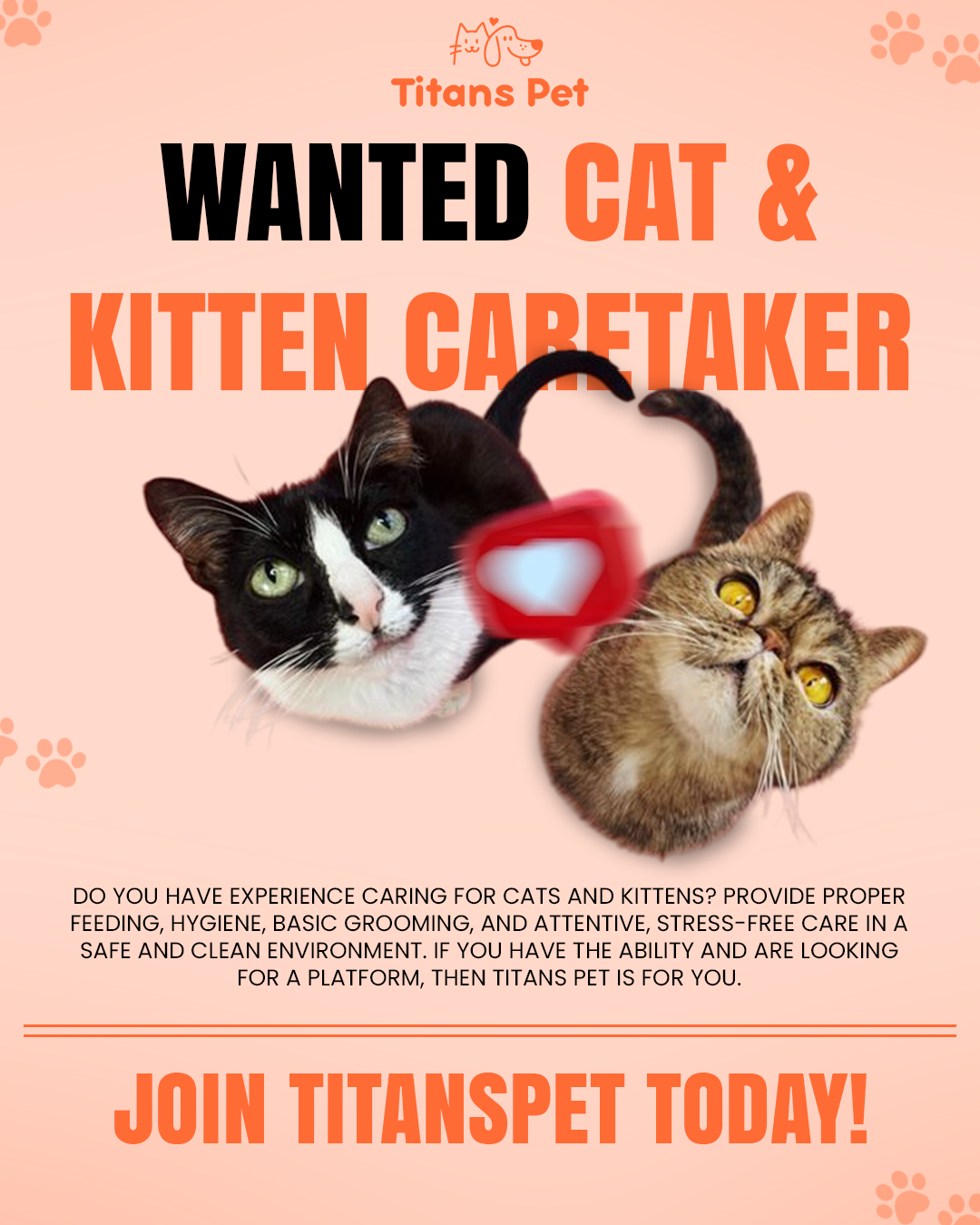 Titans Pet is actively seeking professional Cat & Kitten Sitters / Caretakers