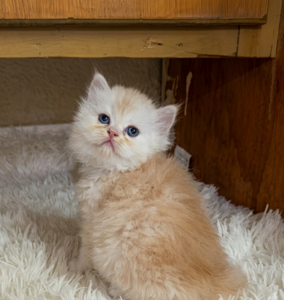 Adorable Cats for Sale