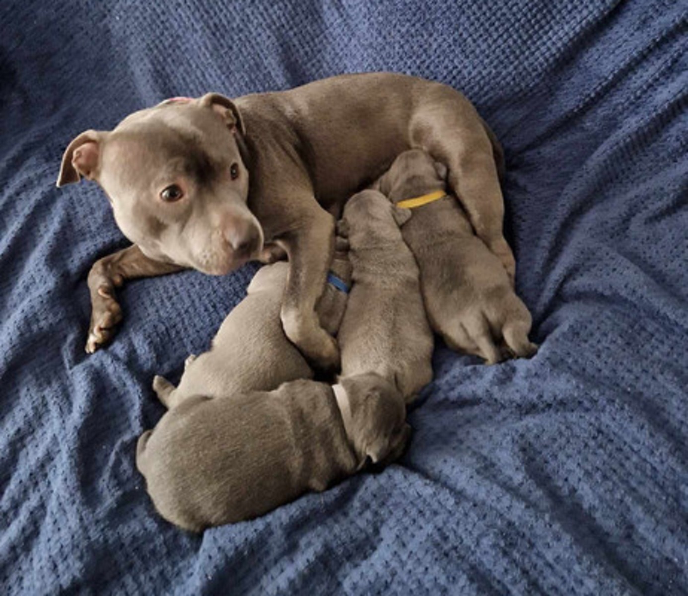 Blue Staffordshire bull terrier pups for sale