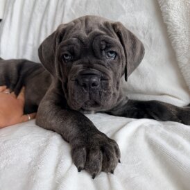 Cane Corso Available for Sale.