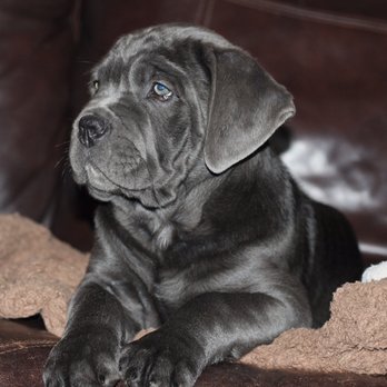 Cane Corso Available for Sale.