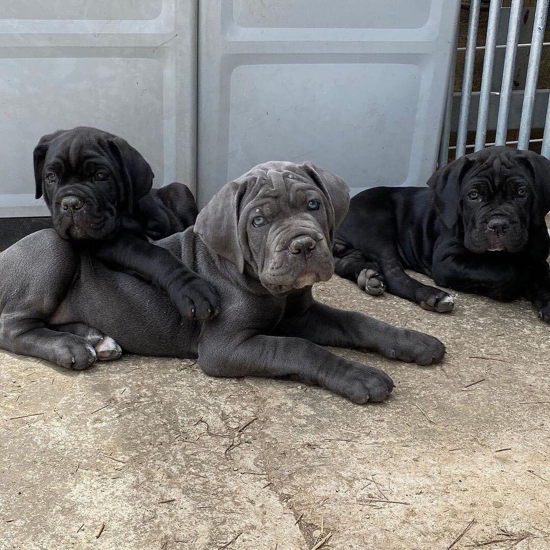 Cane Corso Available for Sale.