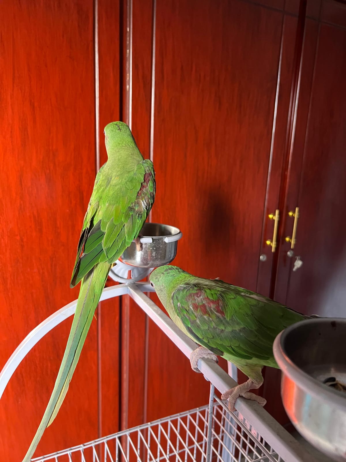 Alexandrine Parakeet Available for Sale