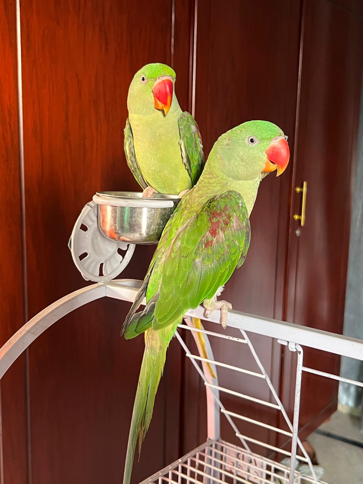 Alexandrine Parakeet Available for Sale