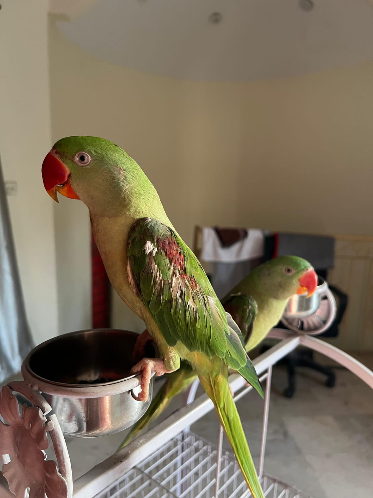 Alexandrine Parakeet Available for Sale