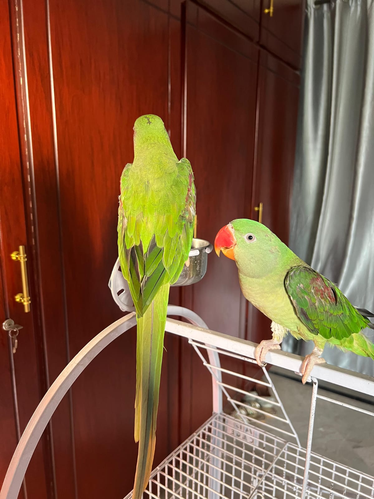 Alexandrine Parakeet Available for Sale