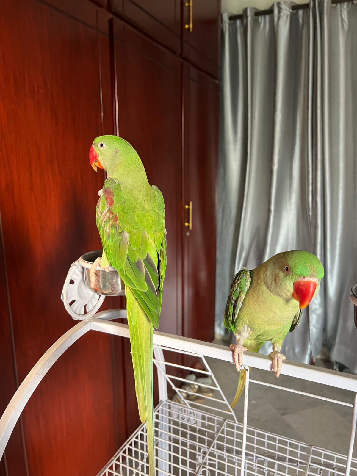 Alexandrine Parakeet Available for Sale