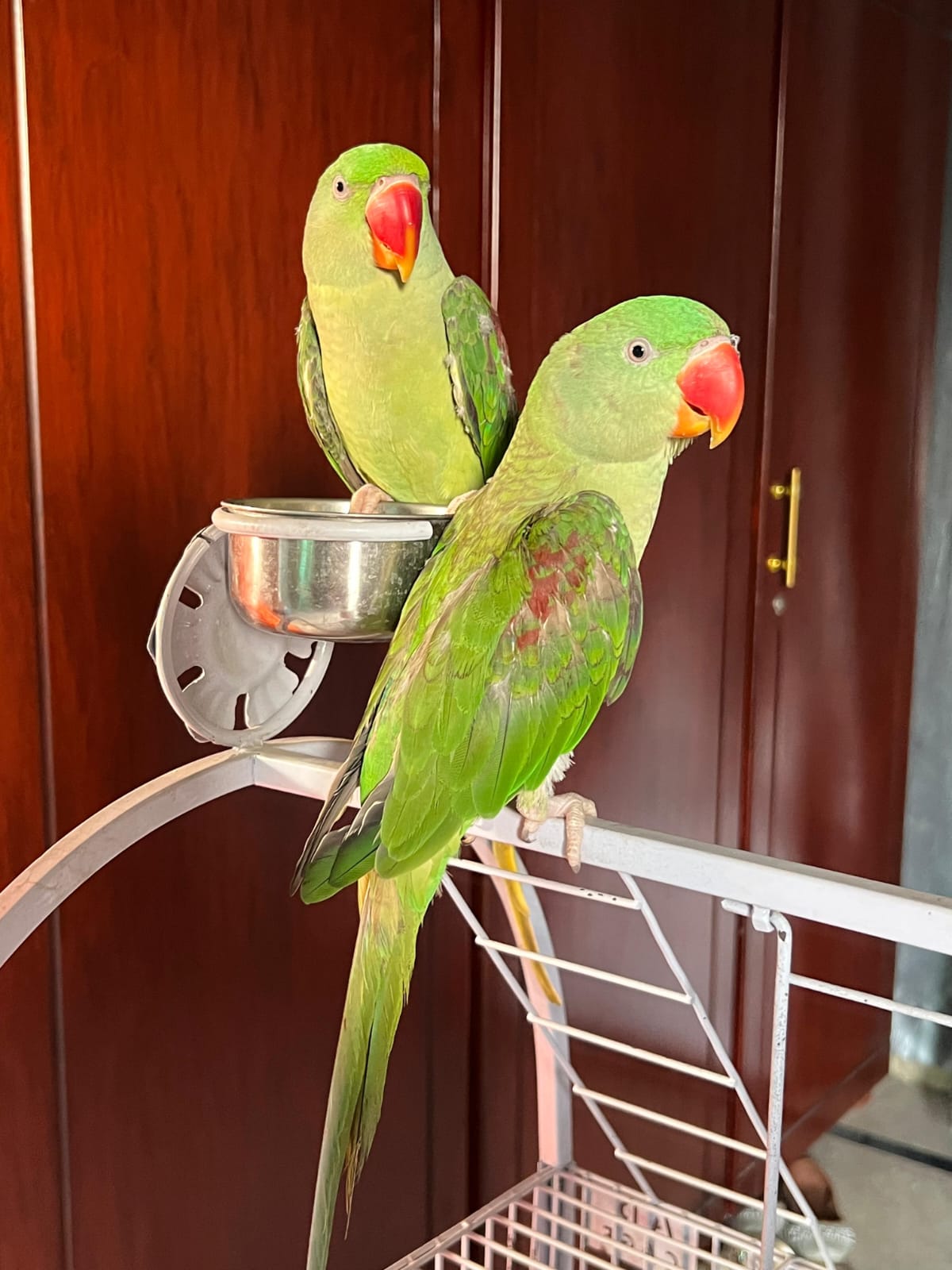 Alexandrine Parakeet Available for Sale