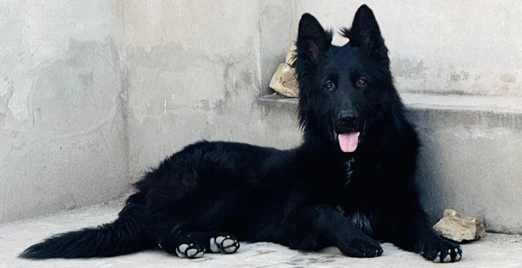 Black German Shepherd Available for Sale.