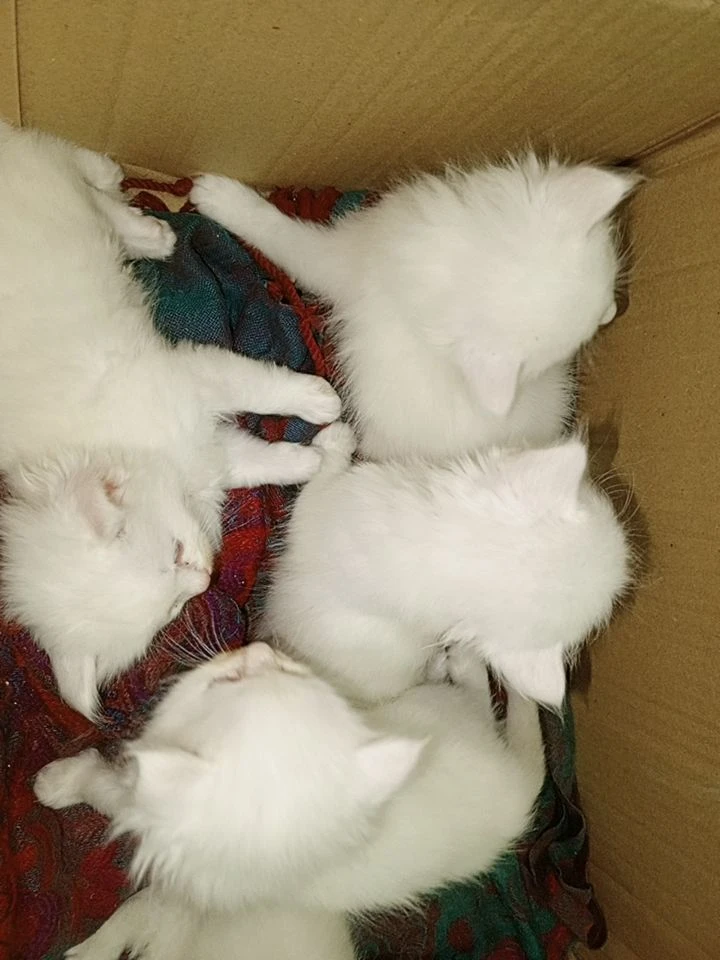 Beautiful White Persian Available for Sale