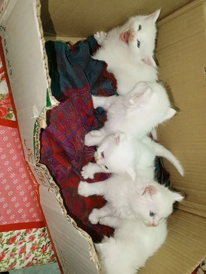 Beautiful White Persian Available for Sale