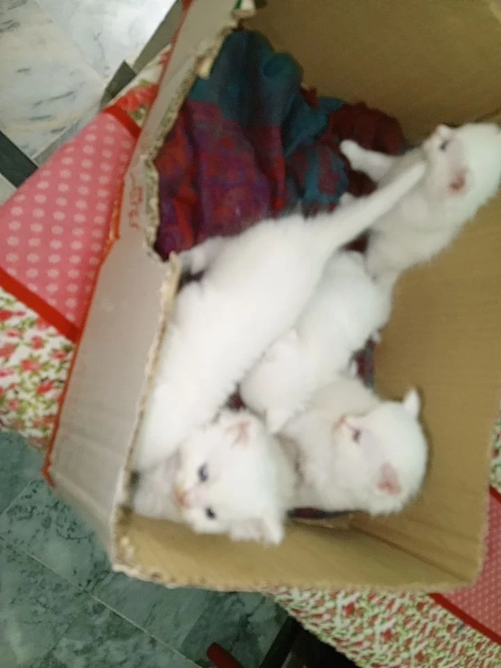 Beautiful White Persian Available for Sale