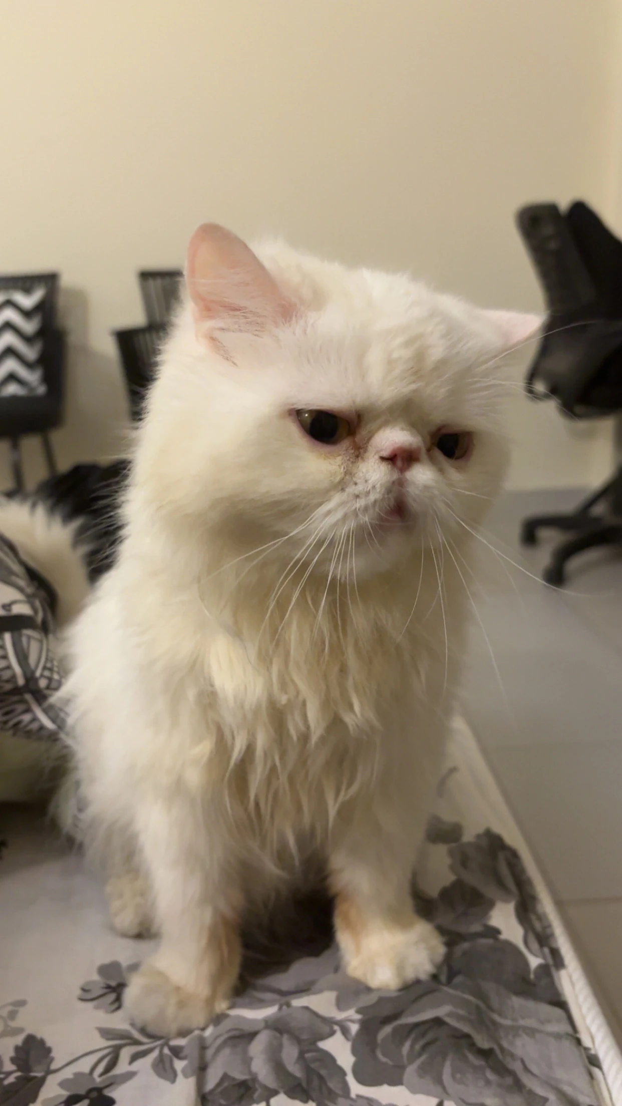 Persian Cat for Sale