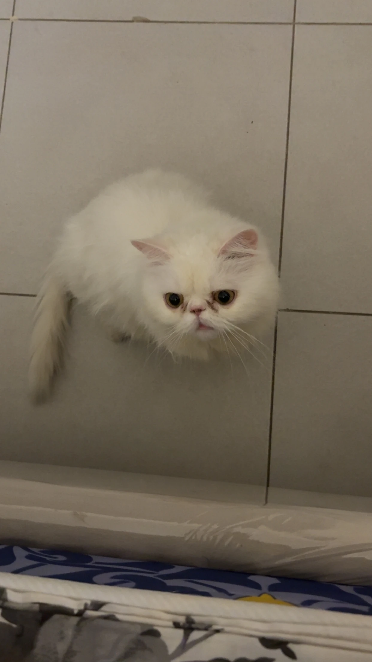 Persian Cat for Sale