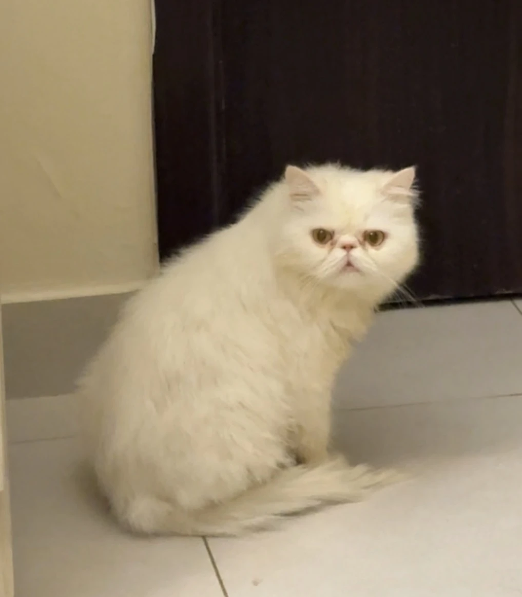 Persian Cat for Sale