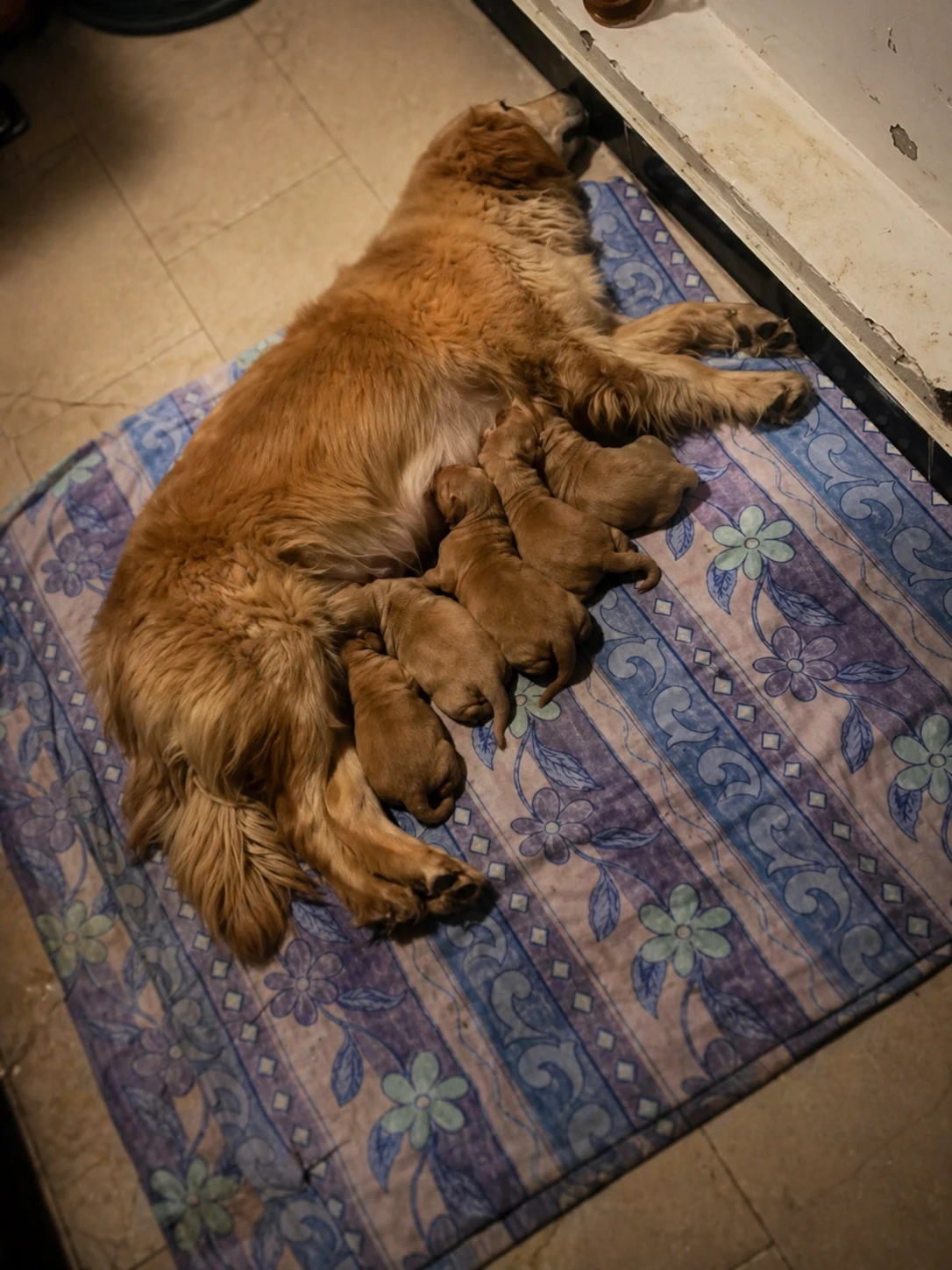 Golden Retriever Puppies – Champion Bloodline, Healthy & Family Raised