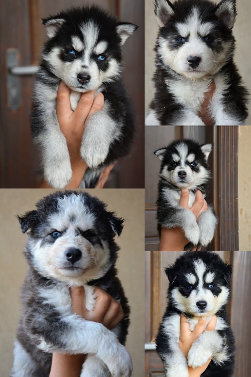 Husky Puppies Available for Sale