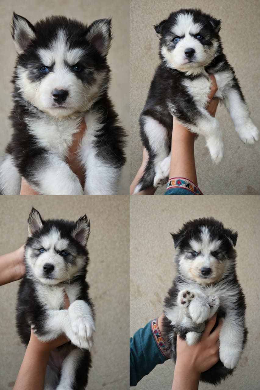 Husky Puppies Available for Sale