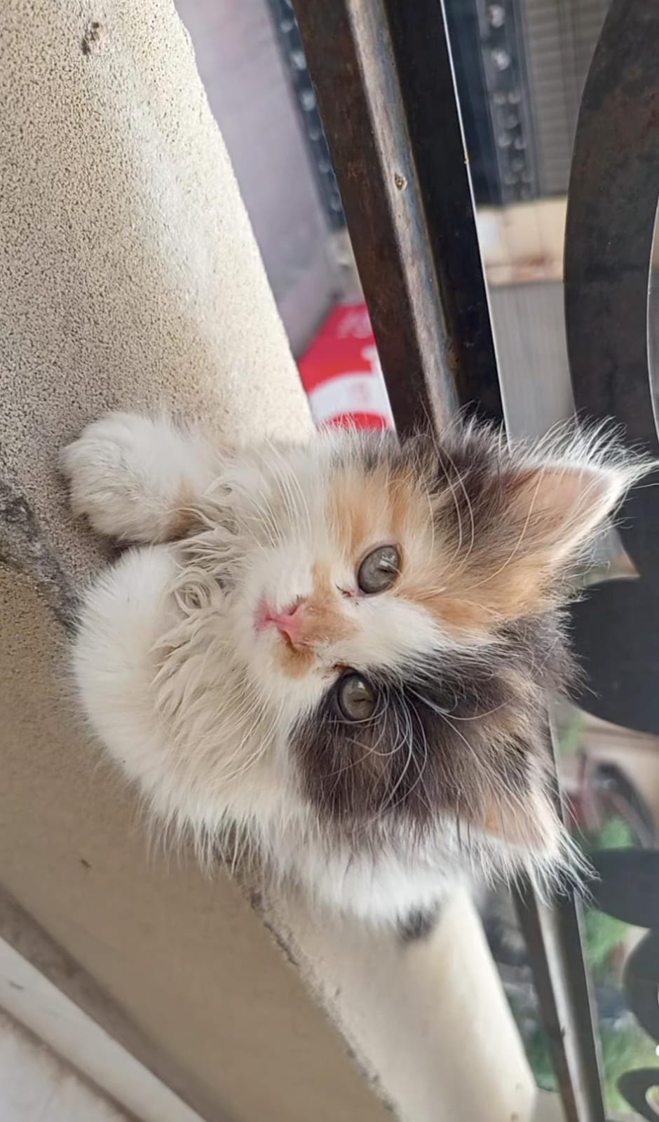 Beautiful Calico Persian Kitten Available for Sale