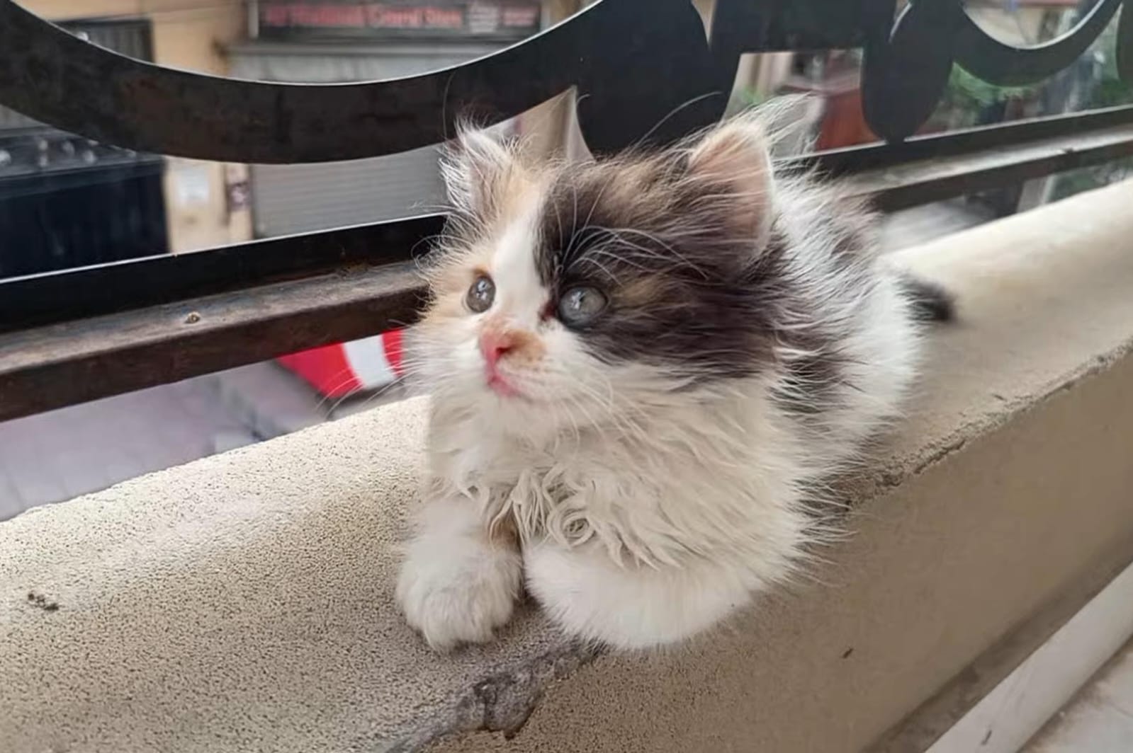 Beautiful Calico Persian Kitten Available for Sale