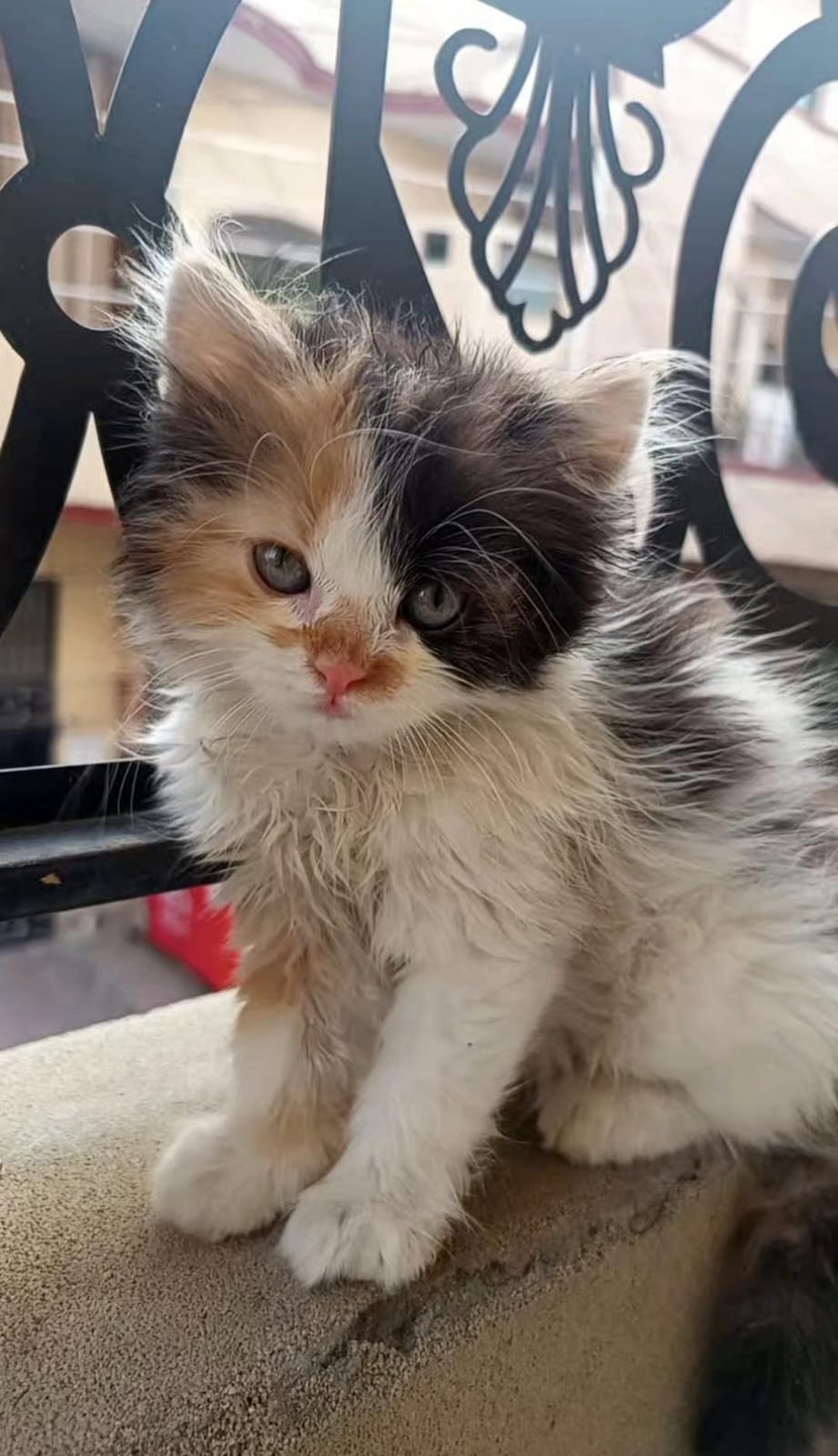 Beautiful Calico Persian Kitten Available for Sale