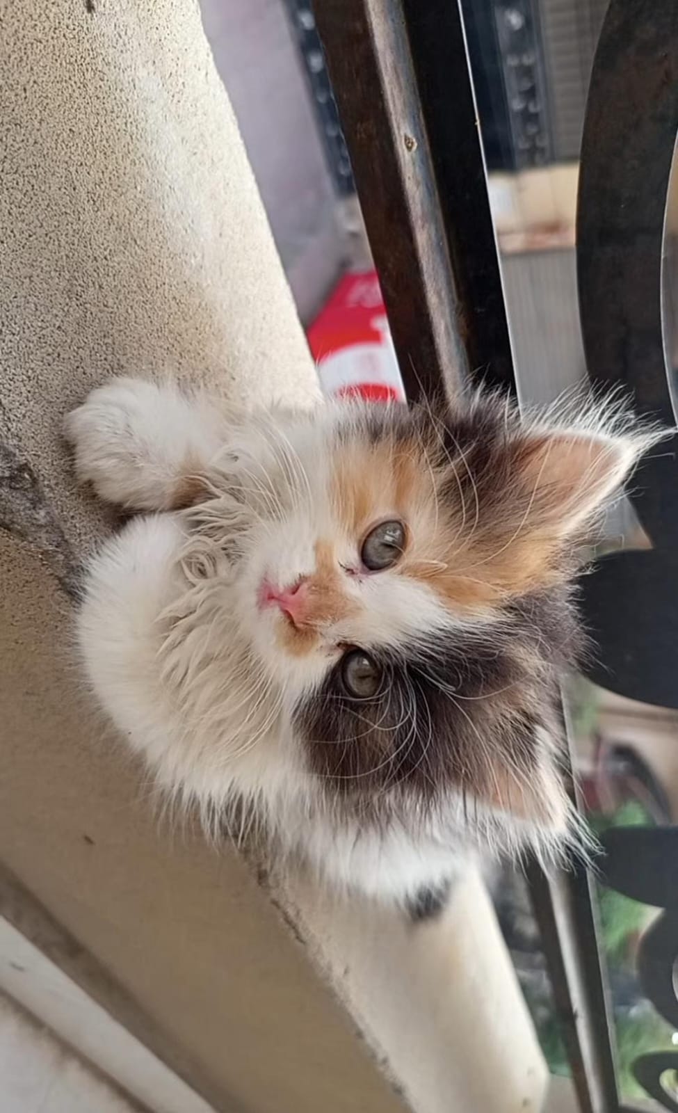 Beautiful Calico Persian Kitten Available for Sale