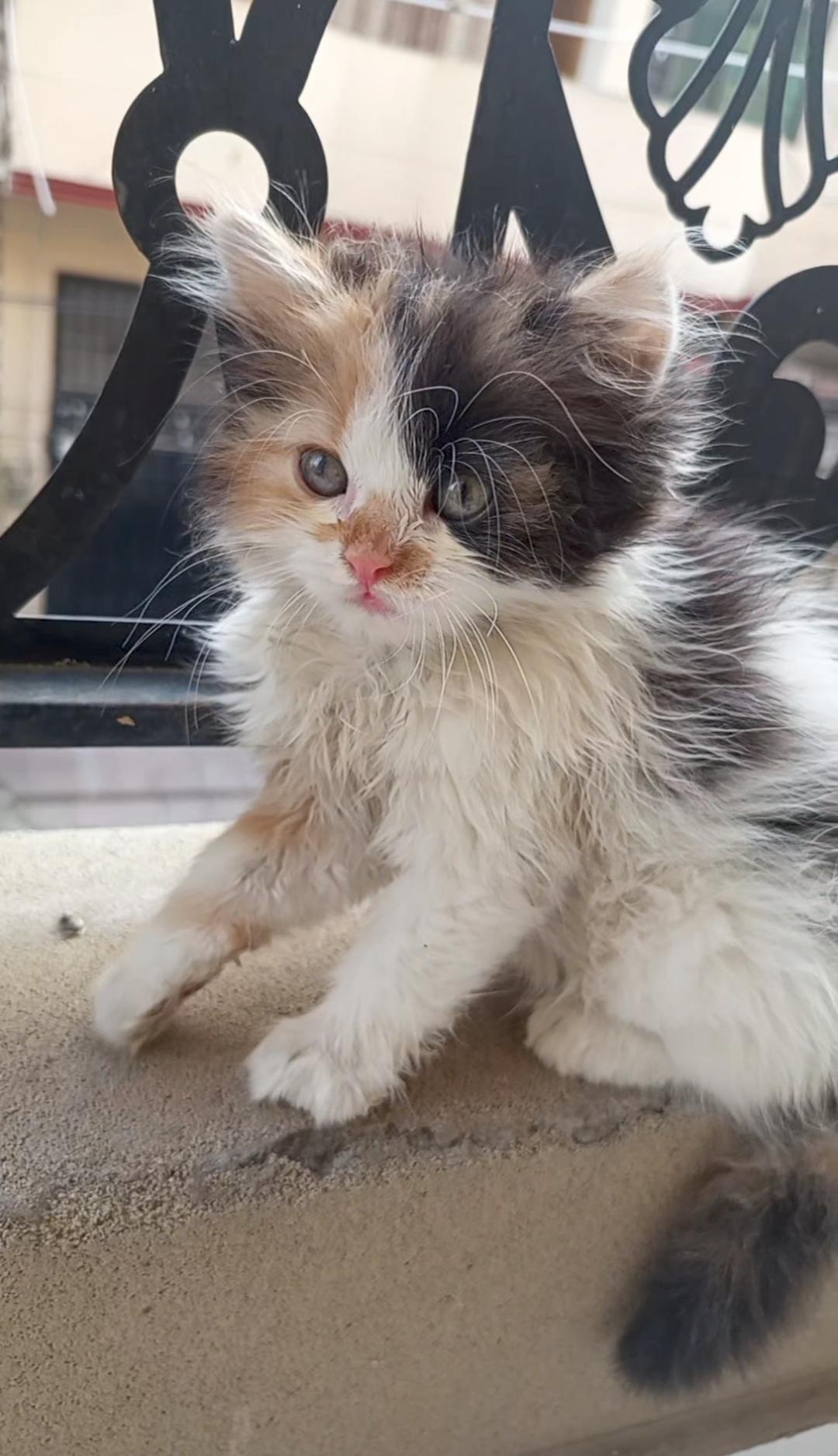 Beautiful Calico Persian Kitten Available for Sale