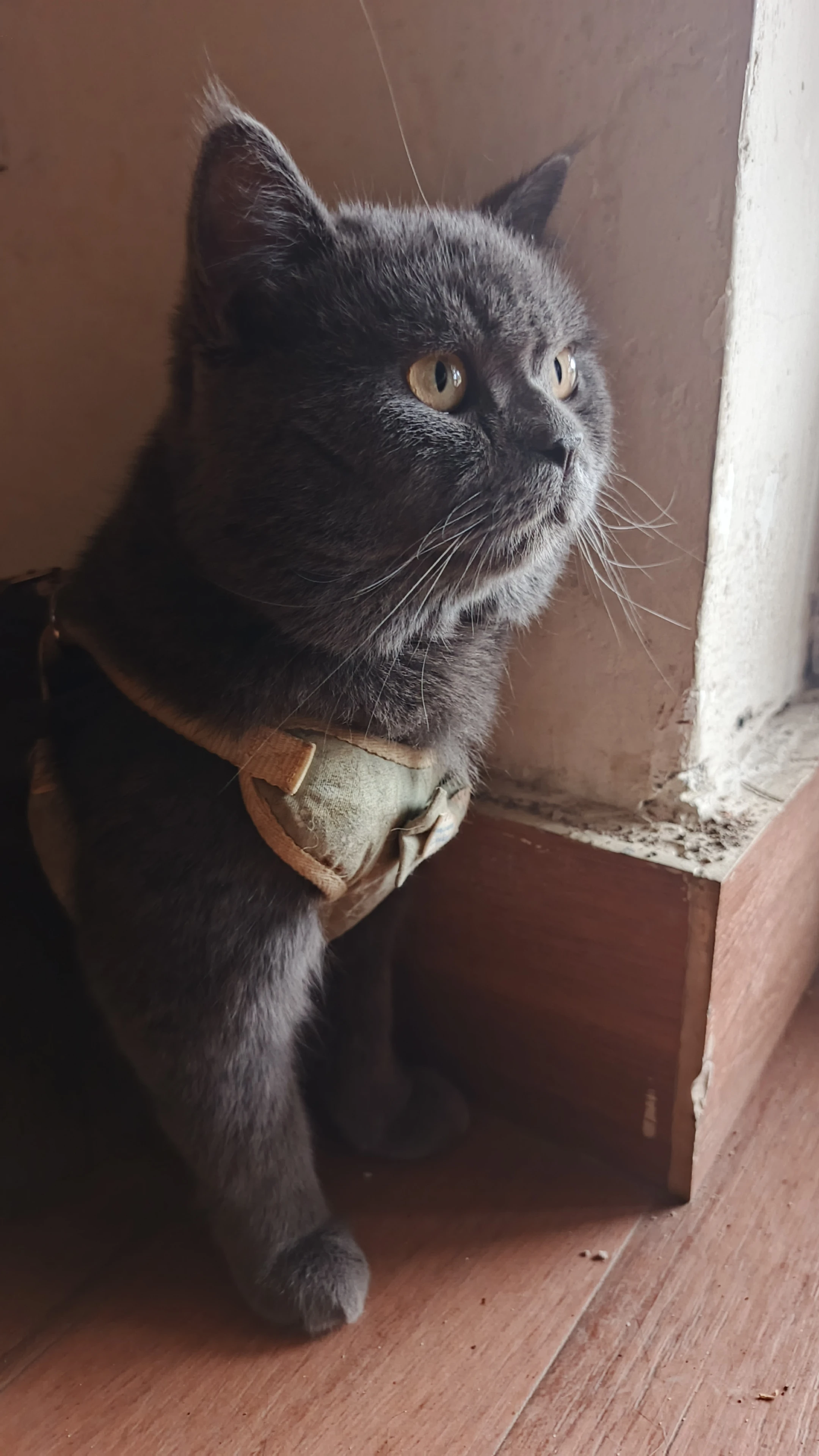 British Shorthair Available for Sale.