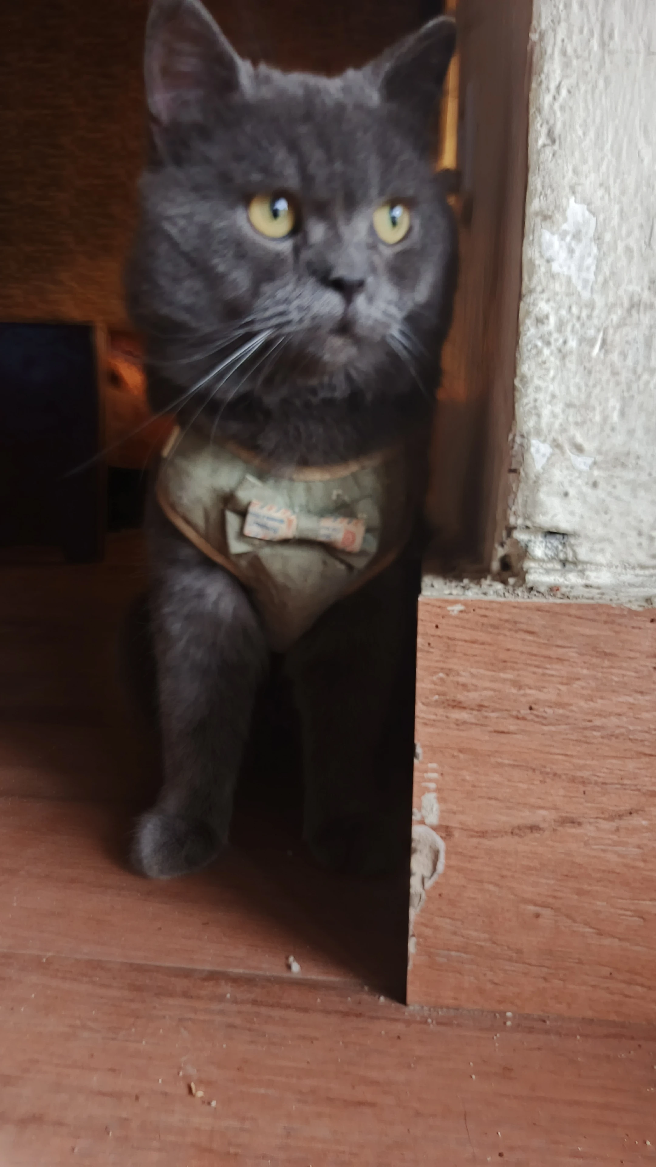 British Shorthair Available for Sale.