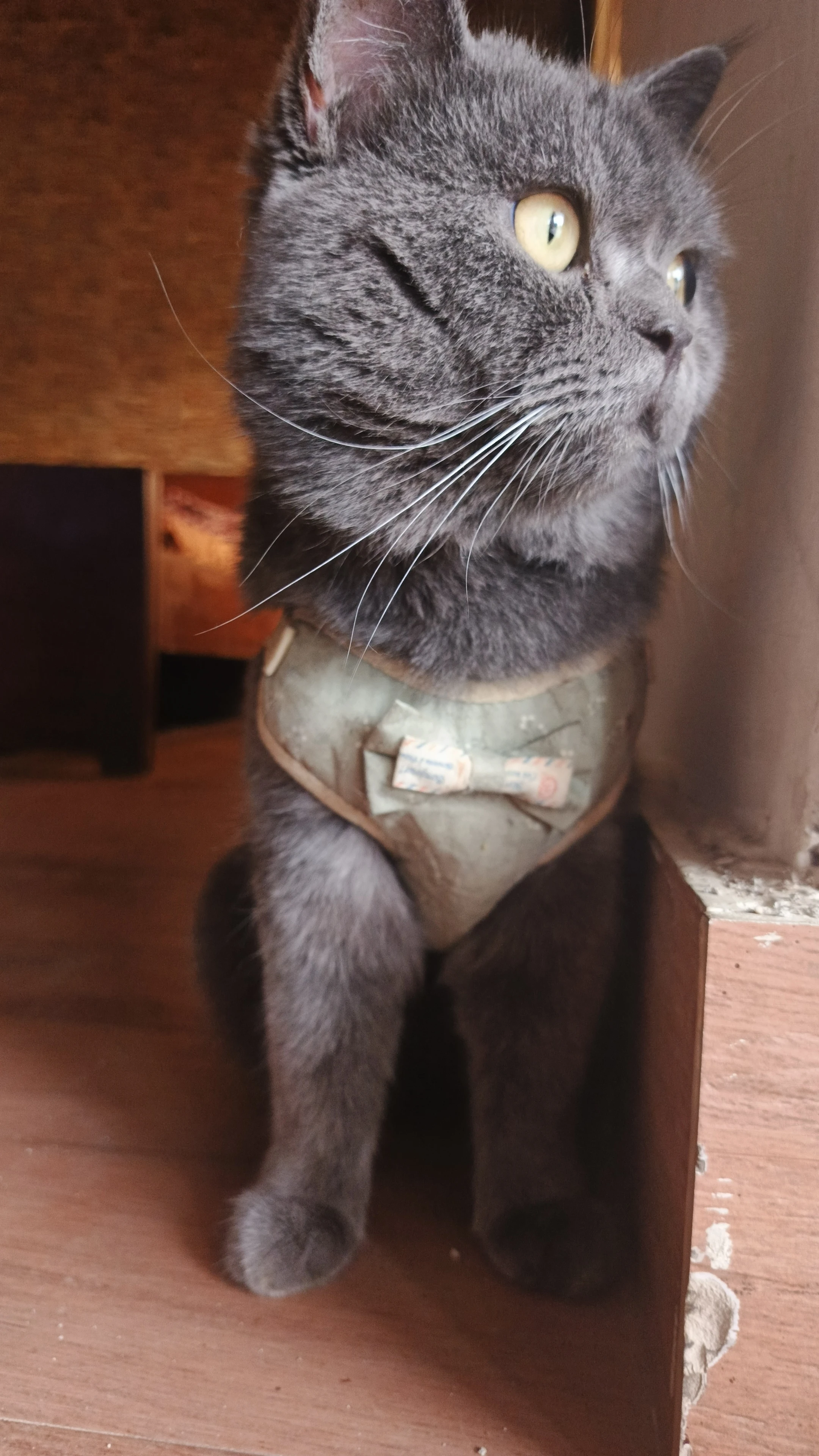British Shorthair Available for Sale.