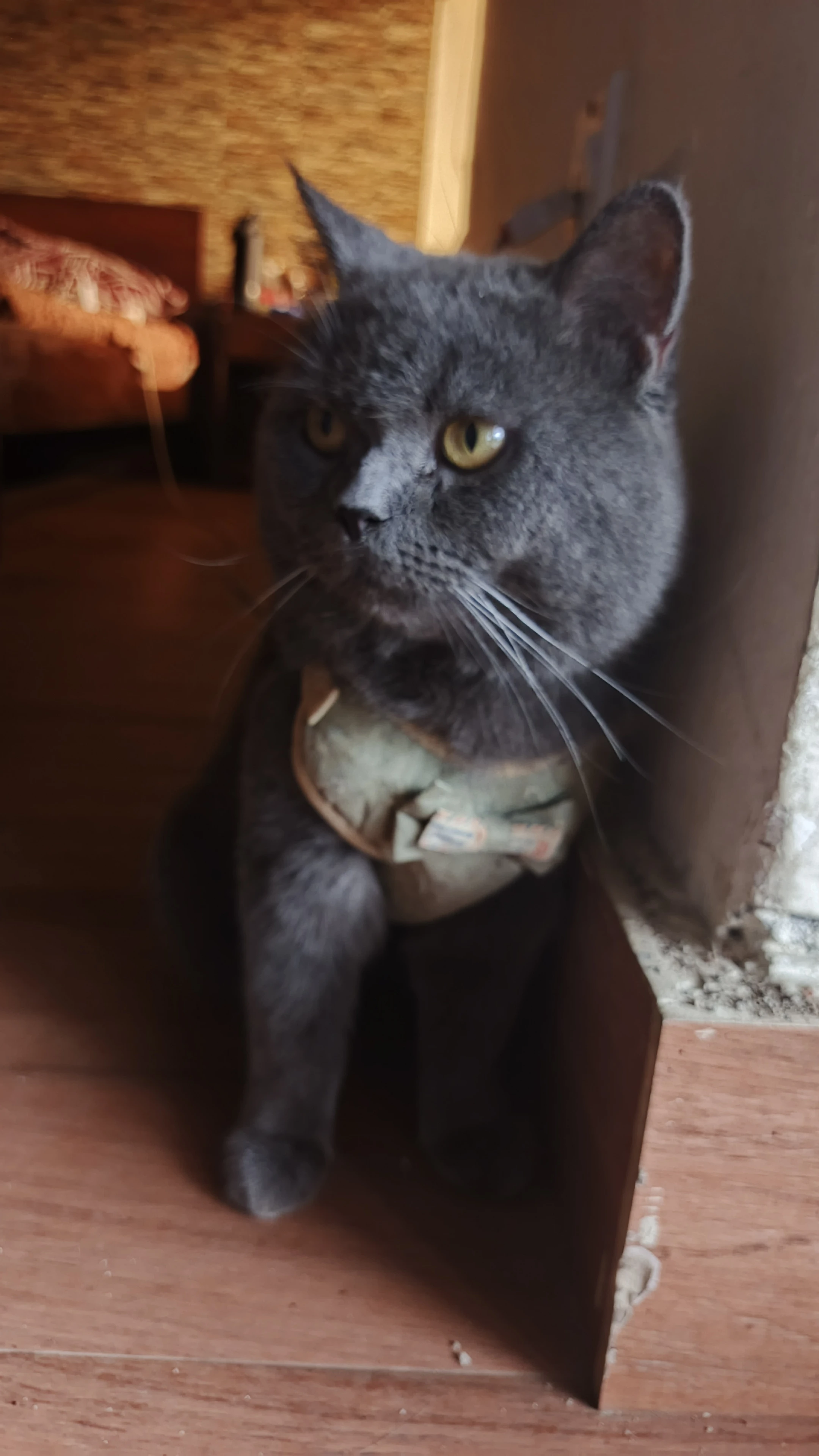 British Shorthair Available for Sale.