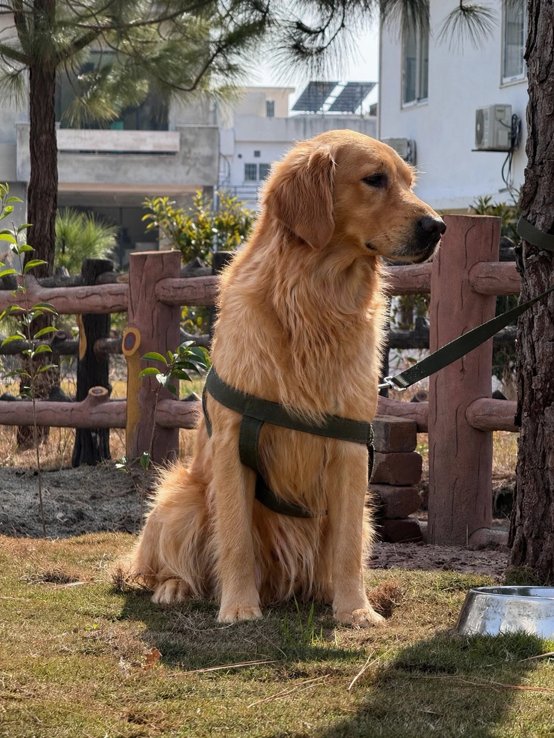 Golden Retriever Available for Sale.