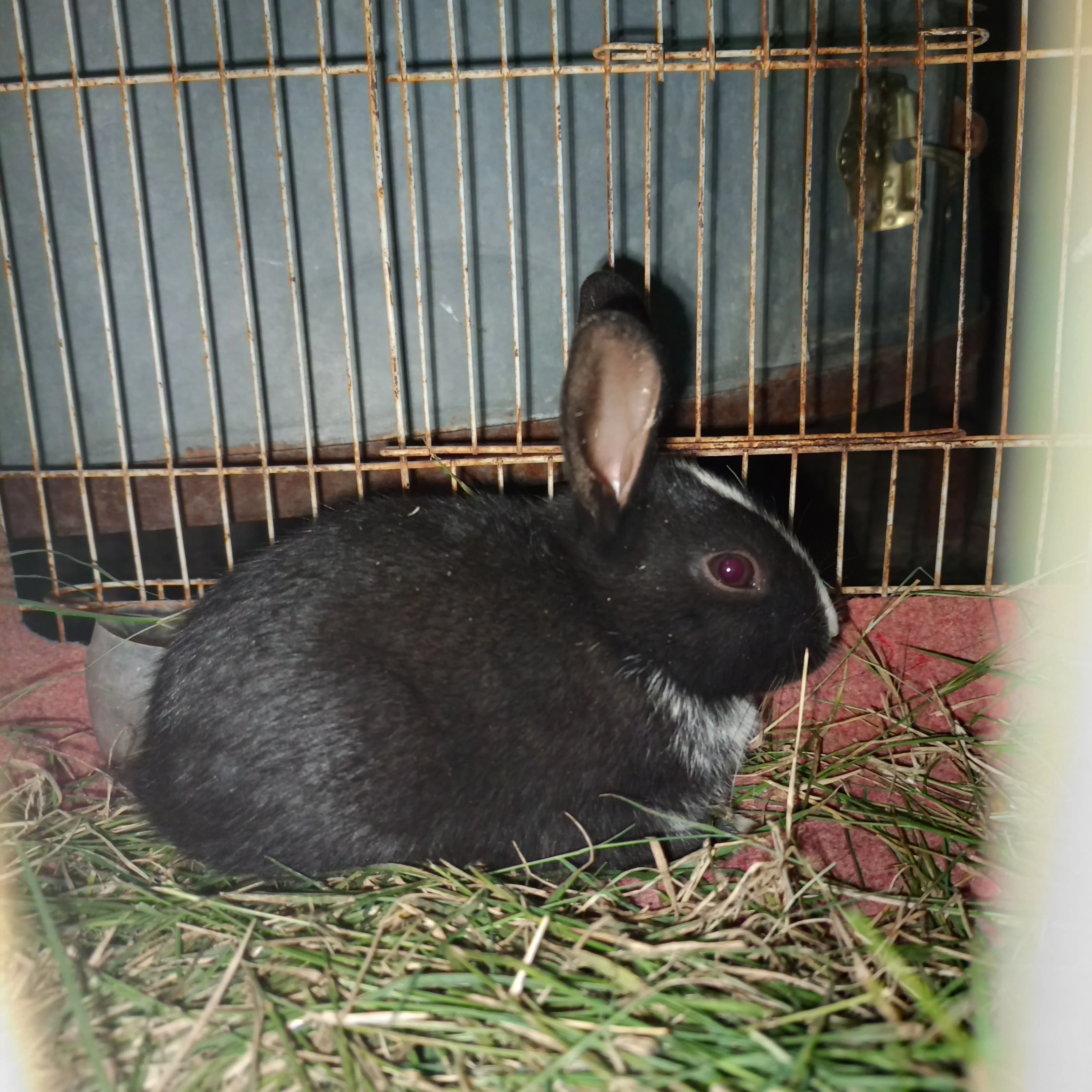 Rabbits Available for Sale