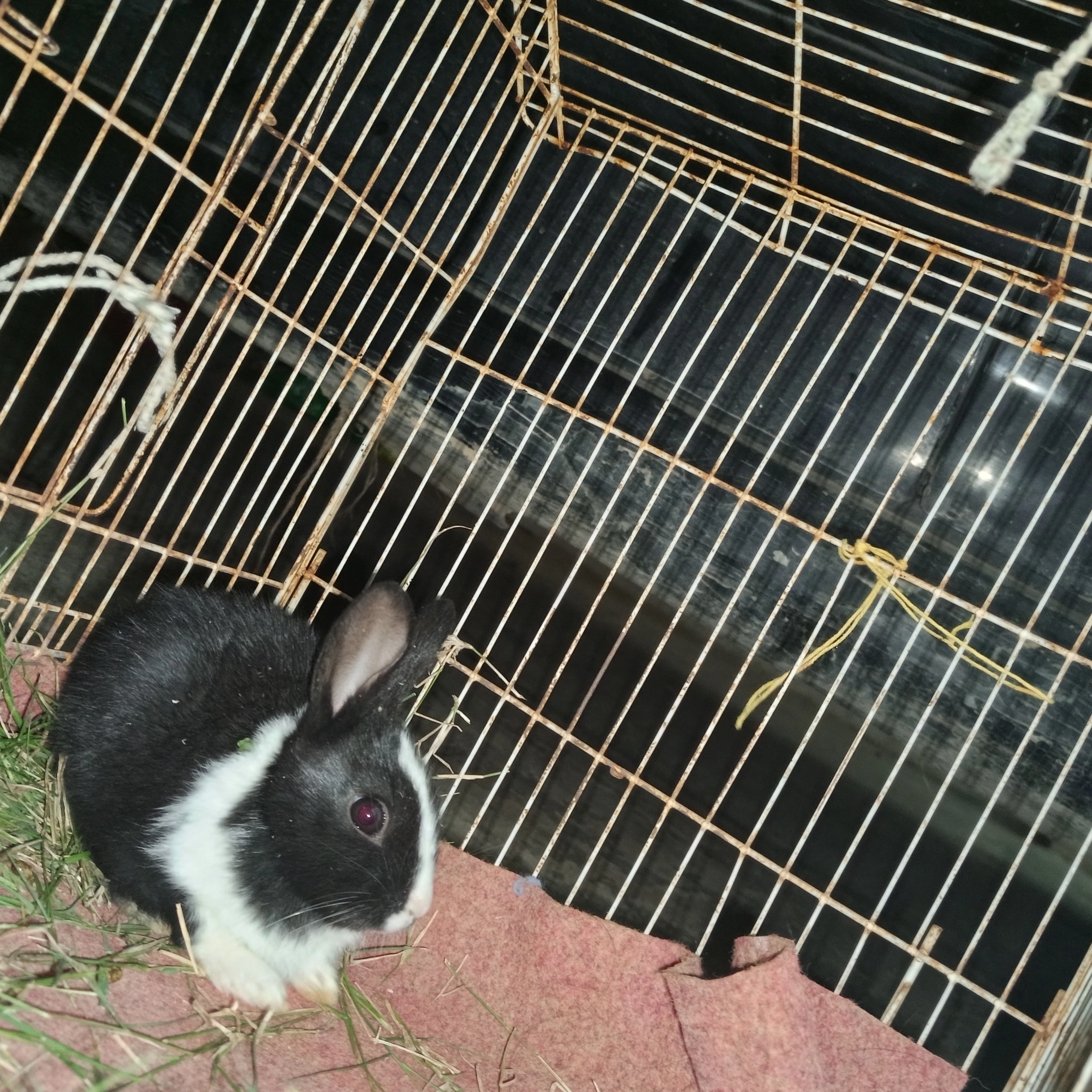 Rabbits Available for Sale