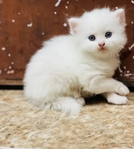 Persian  Kitten Available for Sale.