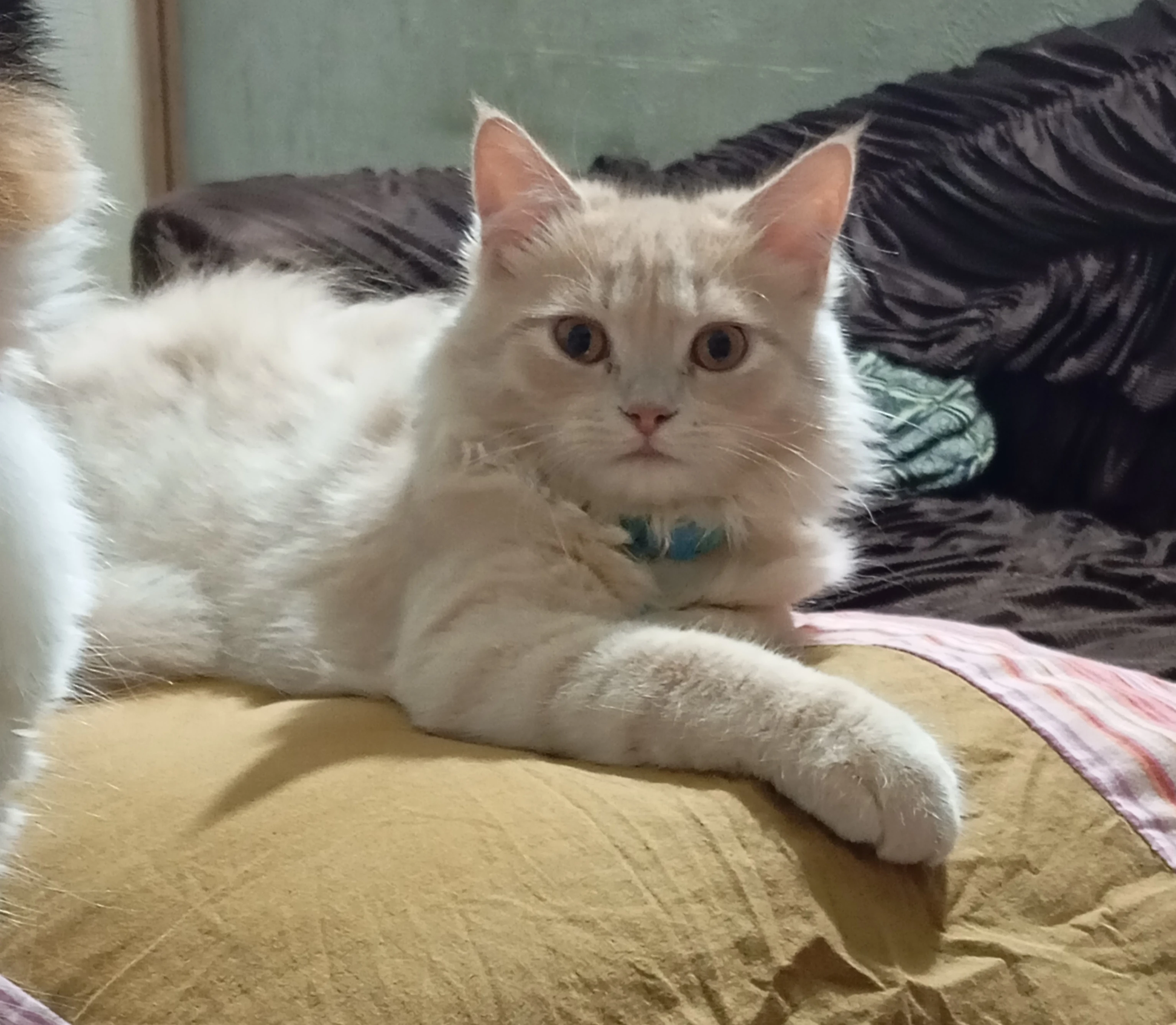 Adorable Persian Cat Available for Sale